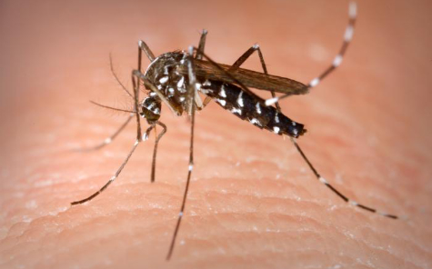 Aedes Aegypti
