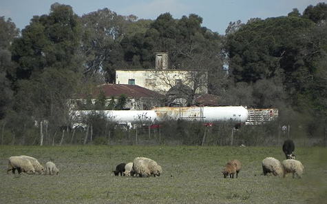 La Calamita